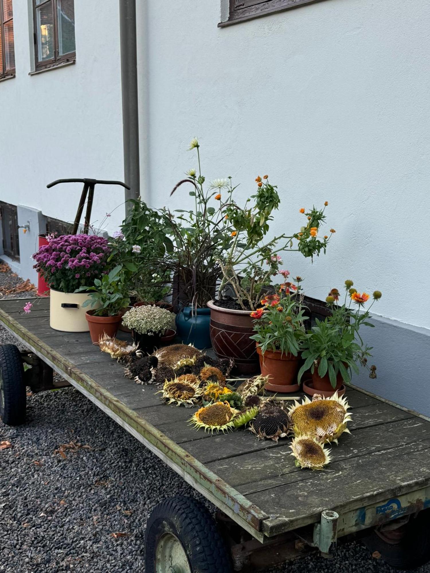 STF Landskrona Hostel Landskrone Eksteriør billede